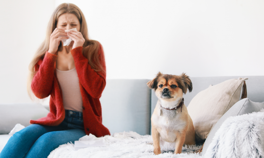 woman and dog on grey couch, woman is sneezing into a tissue
