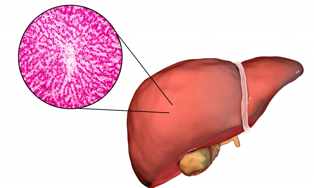 digital illustration of a liver with zoomed in to show cells