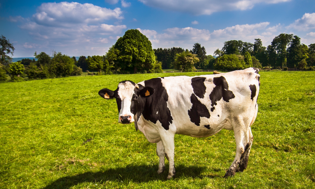 blue sky, green grass field with trees in background. large cow facing camera stood in the middle of the field