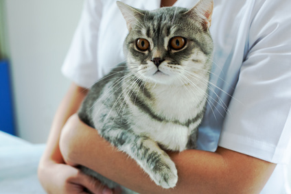 gray Scottish cat in the good hands of a veterinarian, the doctor carefully calms the patient