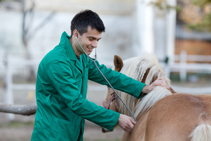 Young veterinarian examining pony horse with stethoscope on the ranch