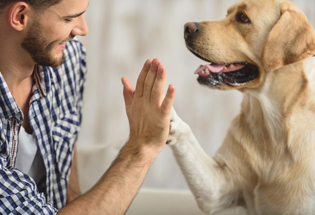 man holding dog's paw on a sofa, close up