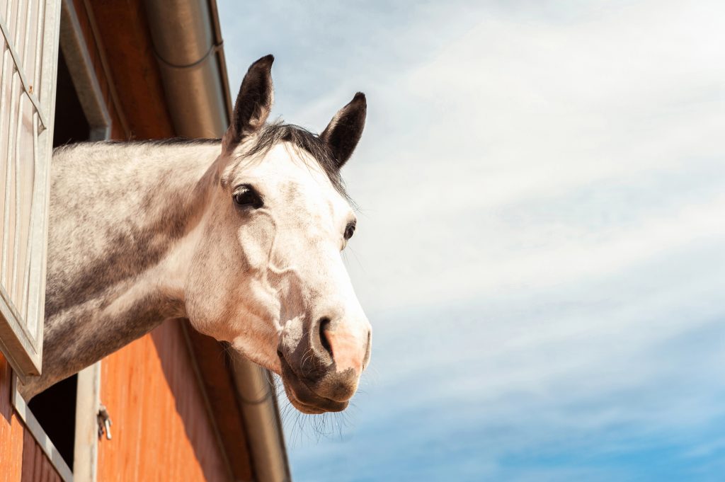 Portrait of thoroughbred gray horse in stable window on a blue sky background. Multicolored summertime horizontal outdoors filtered image.