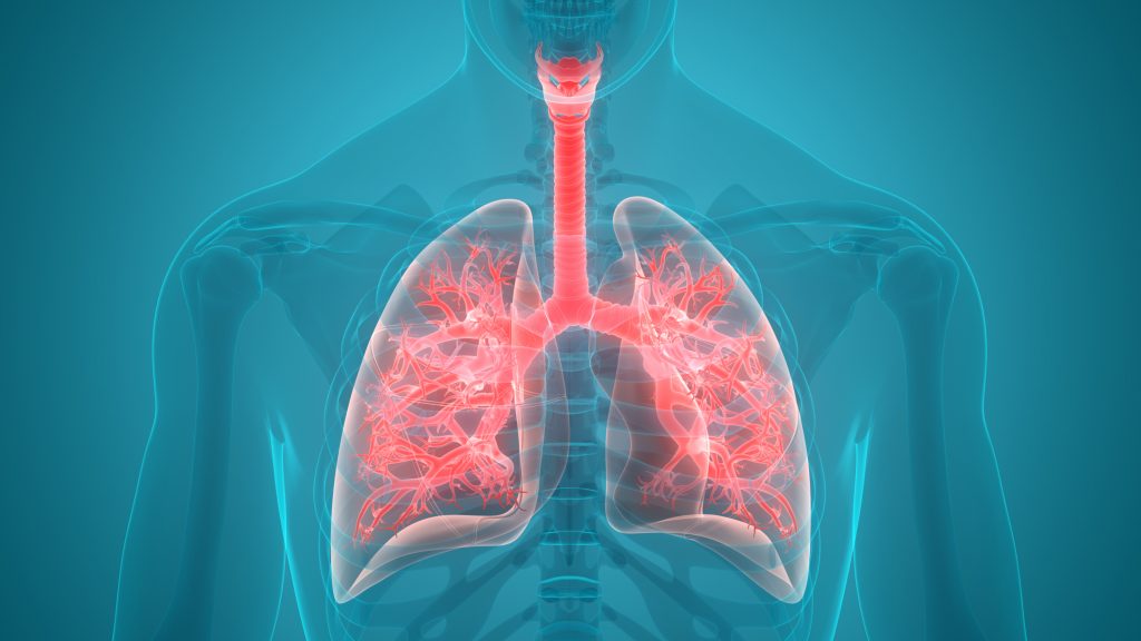 digital illustration of a body with lungs, body is faded into the background to highlight the lungs.
